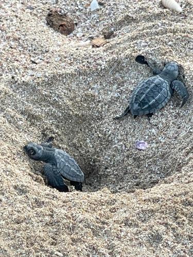 別荘の敷地内または近くにいる動物