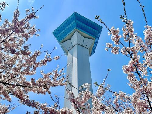 a tower with pink cherry trees in the foreground at ステラサイト函館 in Hakodate