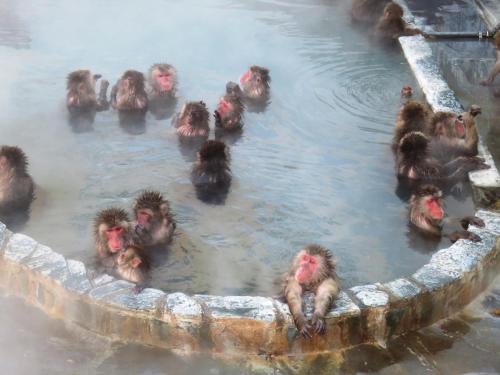 a group of monkeys sitting in a hot tub at ステラサイト函館 in Hakodate