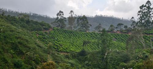 a lush green hillside with trees on it at CARMEL HOME STAY in Munnar