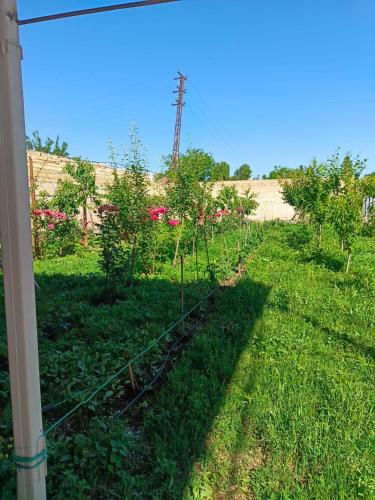 Un jardín fuera de Farid HOSTEL