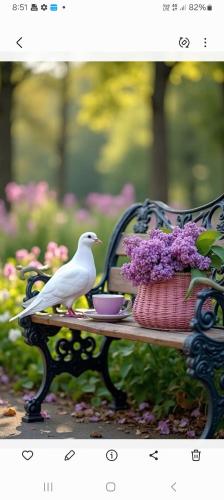 a bird sitting on a bench with a cup and flowers at Panorama in Agios Georgios