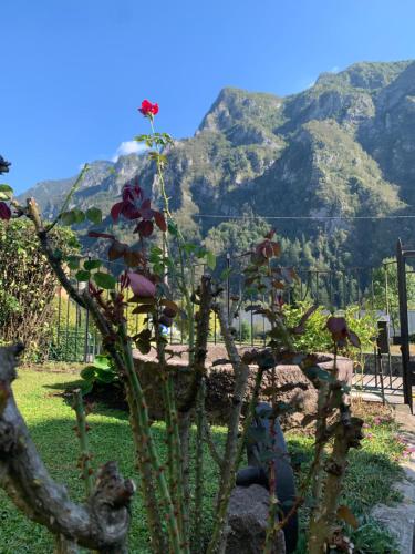 a plant in a garden with mountains in the background at Bed & Breakfast Casa Marinella in Lenna