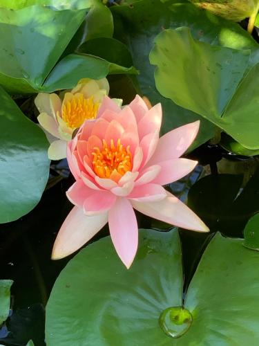 two pink water lilies in a pond with leaves at B&B Beauty House in Cesena
