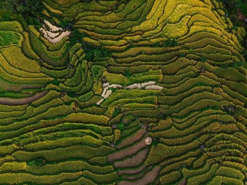 an aerial view of a field of green and brown crops at Barang Village Community Homestay in Pokhara