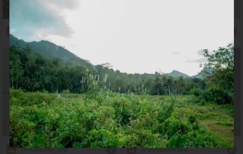 a field with bushes and mountains in the background at Rainforest Holiday Inn in Deniyaya
