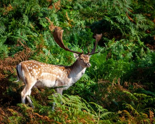 a gazelle standing on a hill with trees at Villa Fiorenzani in Radicondoli