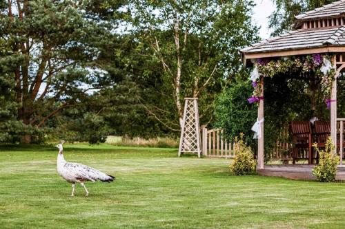 a peacock walking in the grass next to a gazebo at Mercure Maidstone Great Danes Hotel in Maidstone