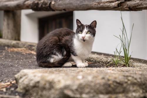 a black and white cat sitting on the ground at New Opening Penthouse Zirm in Selva dei Molini