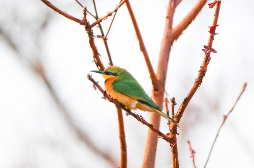 a green and orange bird perched on a tree branch at Tshwene Lodge in Welgevonden Game Reserve