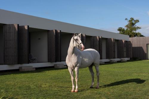 a white horse standing in front of a building at Lusitano Garden Villas in Ponta Delgada