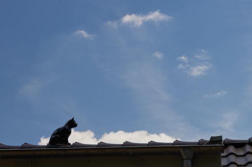 Gambar di galeri bagi Schwarzer Kater Blankenheim di Blankenheim
