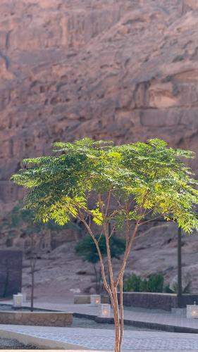a small tree in front of a mountain at RUM GOLDEN DUNE lUXURY RESORT in Wadi Rum