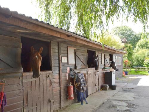 a horse sticking its head out of a stable at Judd in Launceston