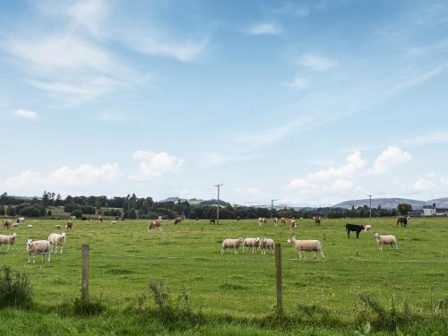 a herd of sheep grazing in a field at Uuu Pod-Uk45325 in Forfar