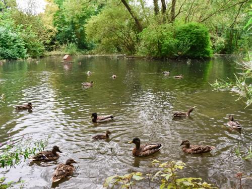 a group of ducks swimming in a pond at Forge House in Thornton Dale