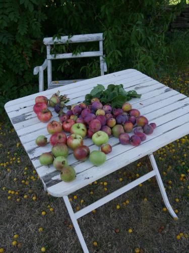 a white bench with a bunch of apples on it at Elsasgården - Rum för lugn in Mörbylånga