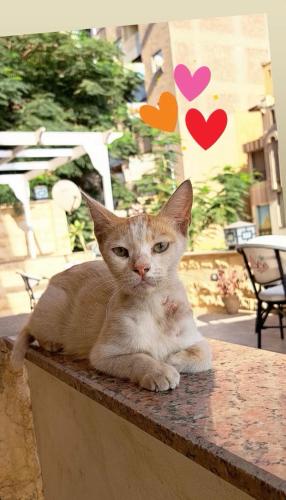 a cat sitting on top of a table at Suzana Pyramids hotel in Cairo