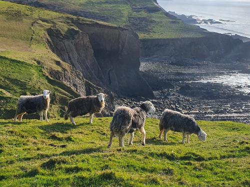 a group of sheep grazing on a grassy hill at Puffin House - Uk46843 in Hartland