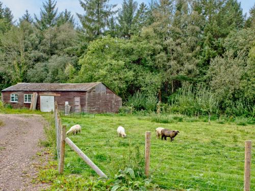 three sheep grazing in a field next to a fence at Orchard View in South Chard