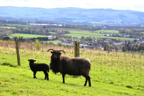 two goats standing on top of a grassy hill at Kirklandbank Farmhouse in Alyth