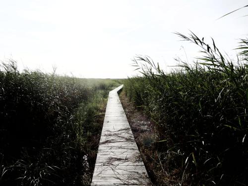 a wooden path through a field with tall grass at Elsasgården - Rum för lugn in Mörbylånga