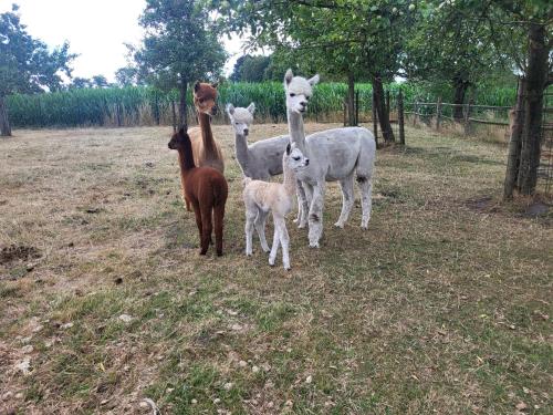 a group of animals standing in a field at B&B de Rijcke Rust in Rijkevorsel