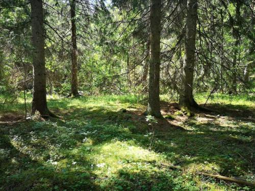 a wooded area with trees and green grass at 7 person holiday home in BRUZAHOLM-By Traum in Bruzaholm