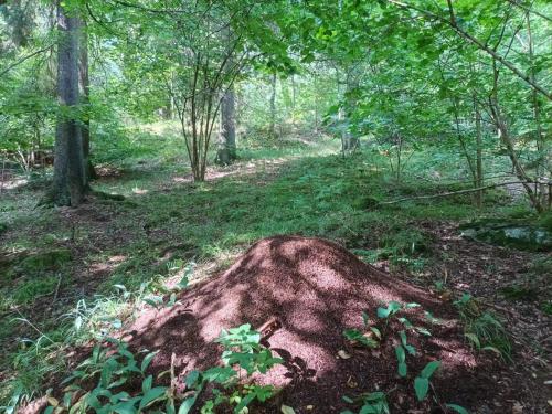 a large rock in the middle of a forest at 4 person holiday home in HUDDINGE-By Traum in Huddinge