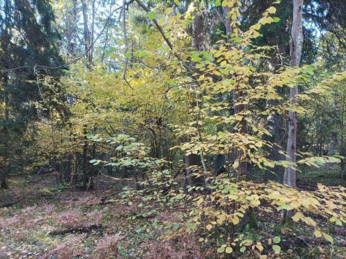 a wooded area with trees and leaves on the ground at 4 person holiday home in HUDDINGE-By Traum in Huddinge