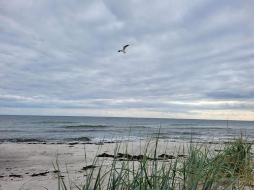 a bird flying over the ocean on a beach at 3 person holiday home in HUNVIGAN-By Traum in Höllviken