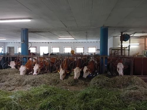 a group of cows in a barn eating hay at Im Kranzhof in San Candido