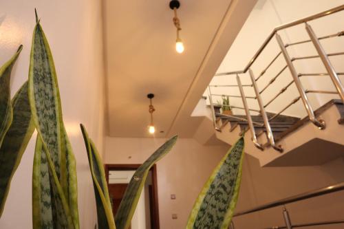 a room with green plants and a staircase at Tamraght Surf House in Tamraght Ouzdar