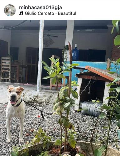 グアルジャにあるCasinha da Lollaの植物の隣に立っている、リードにつながれた犬