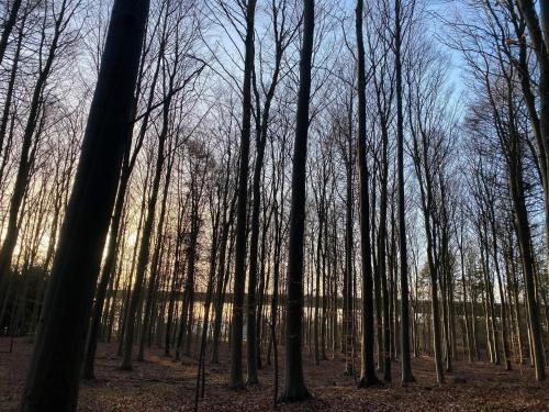 a forest of trees with the sun shining through them at 4 person holiday home in Vordingborg in Vordingborg