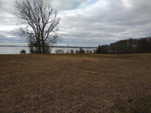 a tree in a field next to a body of water at 4 person holiday home in Vordingborg in Vordingborg
