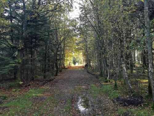a dirt road in the middle of a forest at 6 person holiday home in Henne in Henne Strand