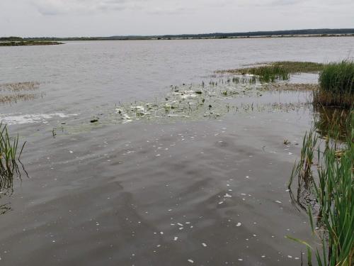 a group of swans swimming in a body of water at 6 person holiday home in Henne in Henne Strand