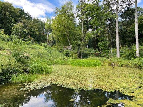 a pond with lily pads in a forest at Croft Lodge Studio in Leominster