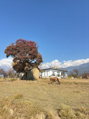 a cow grazing in a field in front of a house at Hans BnB Charming stay amidst nature in Bīr