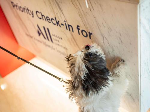 a dog on a leash looking up at a box at ibis Chennai City Centre - An Accor Brand in Chennai