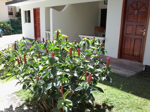 a plant with red peppers growing in front of a house at Precious Residence C in Grand'Anse