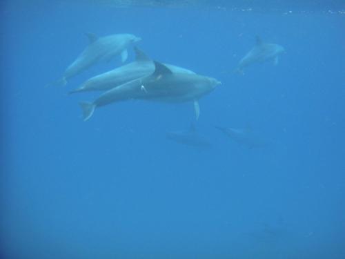 a group of dolphins swimming in the water at Lala Kahle in Sodwana Bay