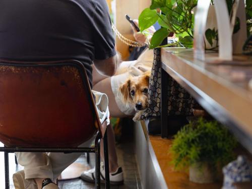 a person sitting in a chair with a dog under a counter at ibis Cambridge Central Station in Cambridge