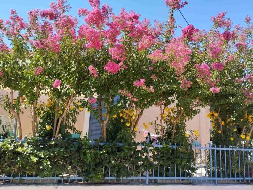 a bunch of pink flowers on a building at House Kochyli in Kefallonia
