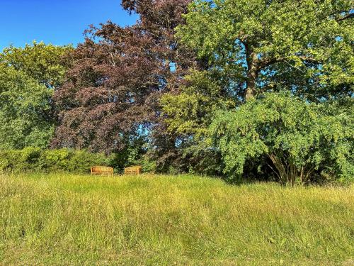 deux bancs au milieu d'un champ avec des arbres dans l'établissement Beech Cottage - Uk49211, à Jacobstowe