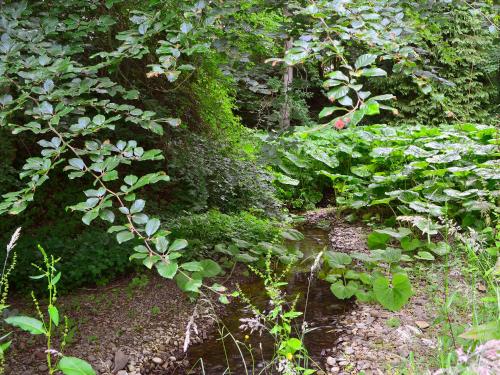 a garden with green plants and a stream at Melgund Glen Lodge in Minto
