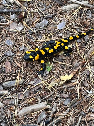 a black and yellow caterpillar laying on the ground at RaxChalet in Prein