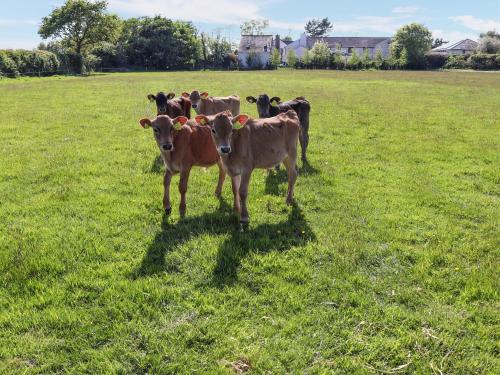 a group of cows standing in a field at Awel Deg - Uk49672 in Brynsiencyn