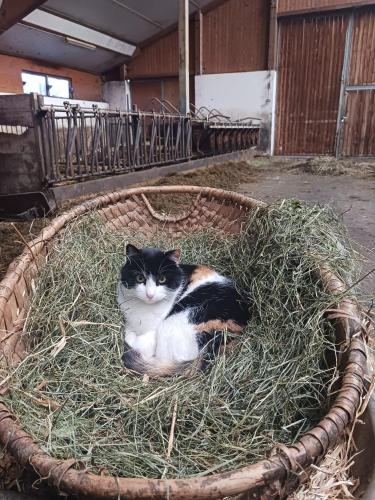 a black and white cat laying in a basket of hay at Wagnerhof in Pichl bei Aussee